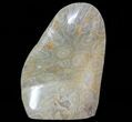 Free-Standing Polished Fossil Coral (Actinocyathus) Display #69364-2